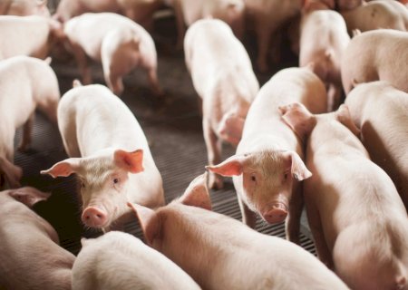 Poder de compra do suinocultor segue em queda