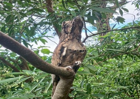Big Day: Batayporã destaca convite para observação de aves no sábado (9)
