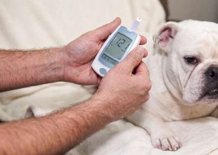 Xixi grudento e formigas podem ser sinais de diabetes em pets