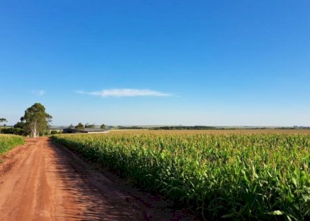 Produzir um hectare de milho custa mais de R$ 4,8 mil em MS