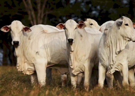 Com ajustes pontuais, boi gordo se sustenta e Mato Grosso lidera com arroba mais valorizada no país