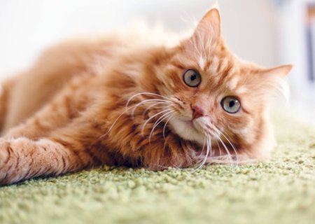 Pets fazem tão bem à saúde quanto amigos e família, aponta estudo