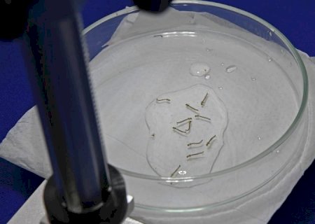 Boletim Epidemiológico: MS registra 4.834 casos confirmados de chikungunya
