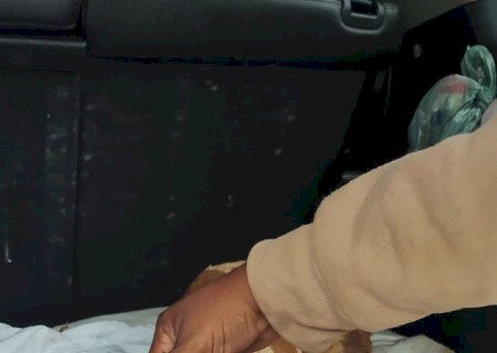 Bombeiros resgatam cachorro ferido em galeria pluvial de Nova Andradina