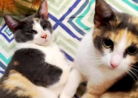 Gatos escondem sofrimento e sinais podem surgir em pequenos hábitos