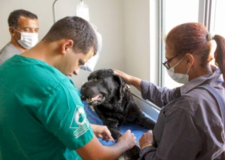 Congresso aprova criminalização do exercício ilegal da medicina veterinária