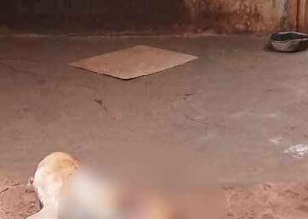 Cachorro é encontrado morto com sinais de violência e tutor acaba preso