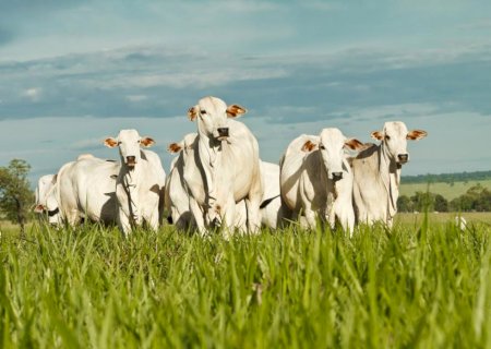 Pecuária brasileira na lista suja: o que EUA dizem sobre trabalho forçado no Brasil ao propor mais tarifas