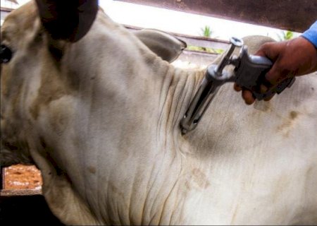 Vacinação eficiente: como a contenção individual protege os animais e o bolso do produtor