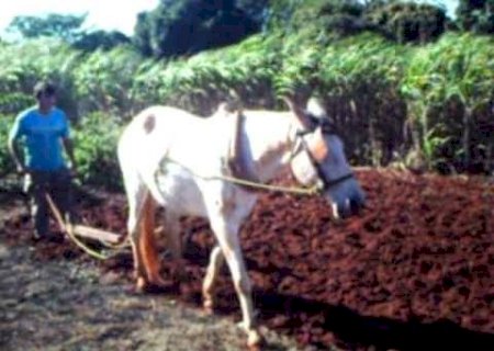 Do Mutirão ao Arado: Como era o trabalho na roça entre as décadas de 1960 e 1980