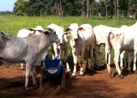 Falta de sal mineral ameaça pecuária e acende alerta para produtores de todo o Brasil