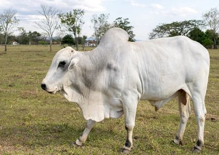 UE veta carne brasileira e suspende importações a partir de setembro