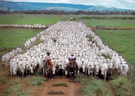 Vida no campo nos dias atuais: Tradição, tecnologia e desafios que movem o Brasil