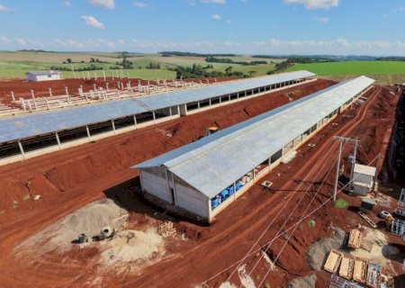 Telhados ecológicos reduzem estresse animal e impulsionam a produtividade na suinocultura