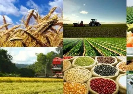 O Agronegócio no Vale do Ivinhema: Potencial e Desafios