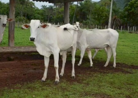 Bezerras de 3 a 8 meses deveráo serem vacinados contra brucelose