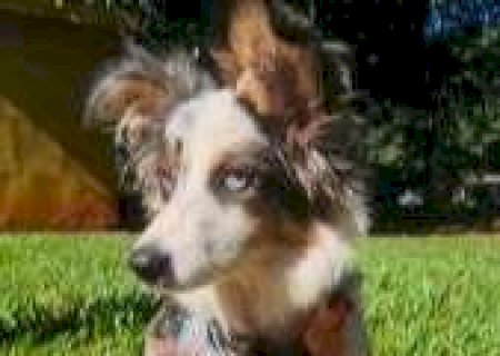 Após fingir resgate, mulher é indiciada por abandonar o próprio cachorro doente