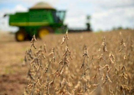 Câmbio pode definir lucro ou prejuízo da soja em MS, aponta estudo do Cepea