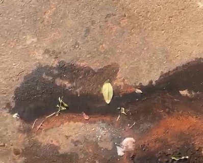 Esgoto a céu aberto continua causando transtornos em Nova Andradina; morador volta a cobrar providências