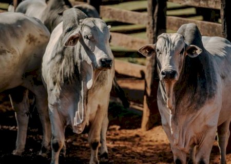 Arroba do boi gordo dispara 4,5% na última semana, mas mercado faz alerta