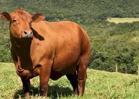 Boi gordo avança no mercado, enquanto frango e carne suína registram recuo nos preços