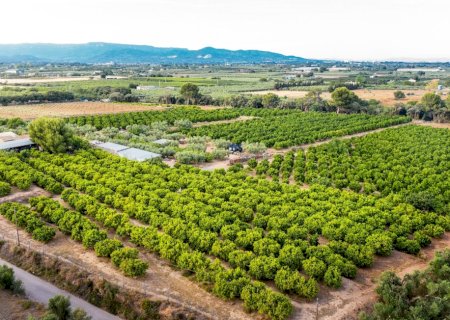 Exportação recorde: rastreabilidade vira passaporte para frutas brasileiras conquistarem espaço no mercado internacional