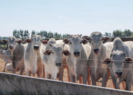 Seca pressiona a pecuária e acelera adoção de sistemas mais resilientes no campo