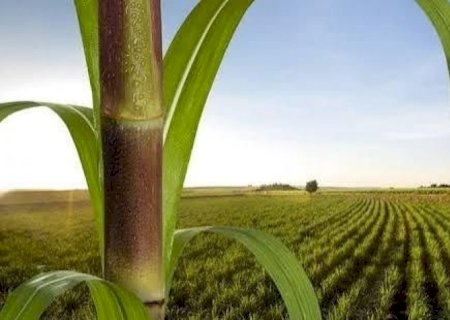 Área para colheita de cana no Centro-Sul cresce 3% na safra 2026/27