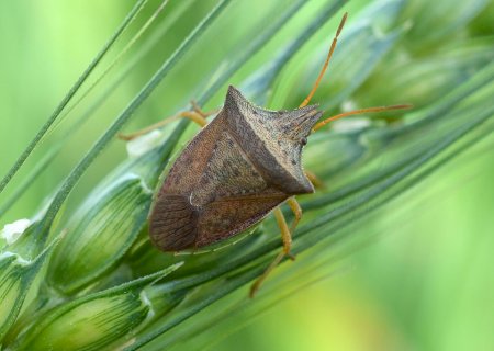Estudo revela estratégia biológica para combater o percevejo-verde
