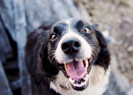Aprovada lei que proíbe a compra e venda de animais domésticos e criam uma única exceção