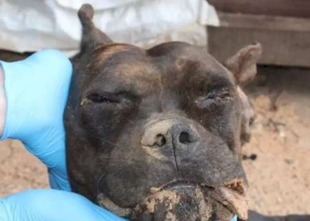 Dupla é presa após invasão, morte de cão e camionete incendiada em MS