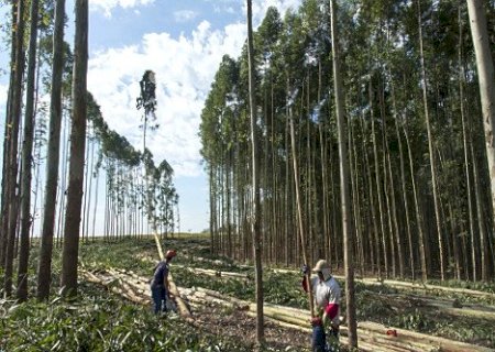 Trabalhador morre ao ter crânio esmagado em corte de eucalipto