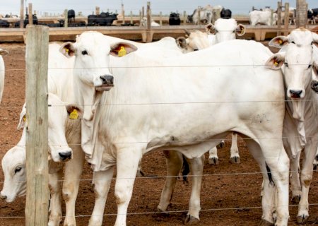 Arroba reage em 9 estados e mercado do boi gordo dá sinais de retomada na entressafra