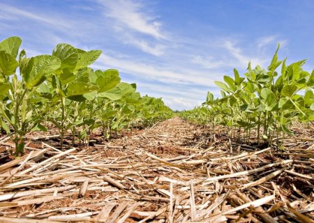 Plantas de cobertura fortalecem resiliência das lavouras às mudanças climáticas