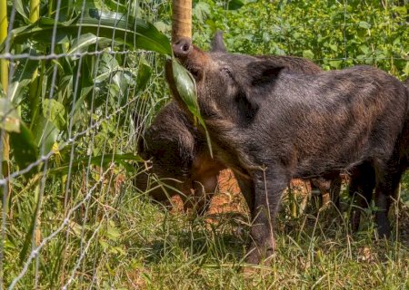 Javalis avançam sobre lavouras, destroem nascentes e ampliam alerta no agro