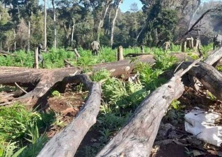 Brasil e Paraguai lançam maior ofensiva da história contra roças de maconha