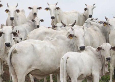 Por que ninguém fala do tarifaço da China que afeta o Brasil