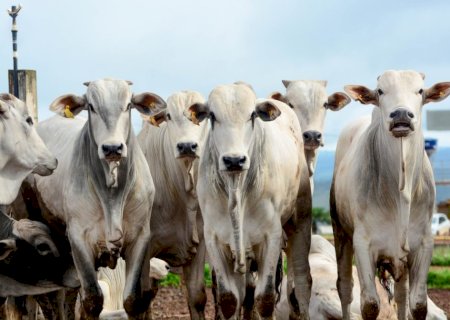Arroba do boi gordo reage e mercado volta a enxergar espaço para novas altas