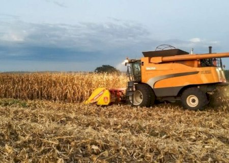 Colheita do milho acelera e chega a 15,8% da área plantada em MS