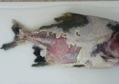 Bactéria que provoca doença grave em peixes de cultivo é identificada pela primeira vez no Brasil