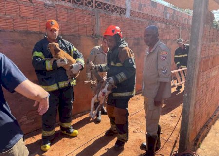Pitbulls invadem casa, matam cadela e mobilizam operação de resgate em MS