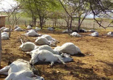 Mais de mil bovinos Nelore morrem em confinamento e caso liga alerta máximo para pecuária intensiva no Brasil