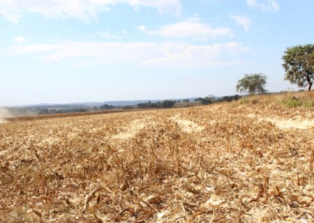 Ferrugem-asiática triplica registros e reforça importância do vazio sanitário