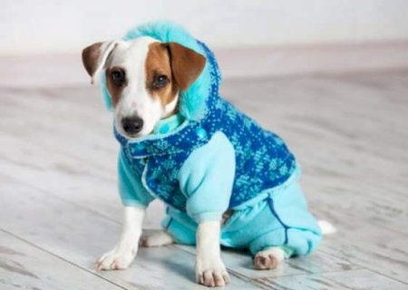 Roupinha no calor pode virar uma “estufa” e até matar seu cachorro