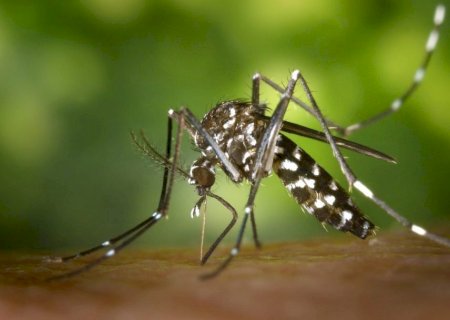Alerta: combate ao mosquito da dengue começa dentro de casa