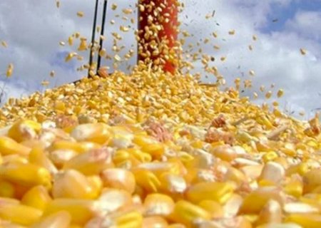 Colheita de milho do Brasil tem avanço para 84,4%