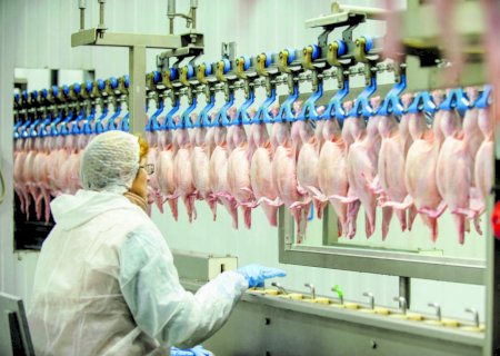 Exportações de carne de frango crescem 29,9% em julho