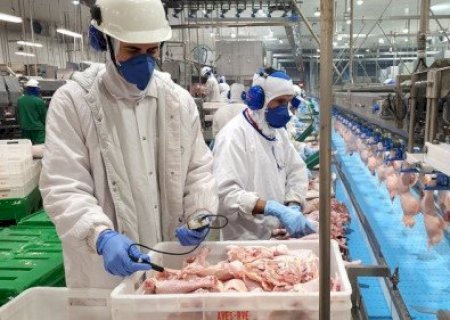 Preço do frango fecha julho estável com ajuste no alojamento