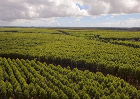Município de MS perde 58 mil hectares e R$ 12 milhões por mês com silvicultura