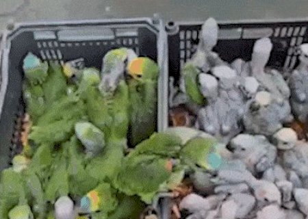 Operação reforça fiscalização contra captura e tráfico de aves em MS